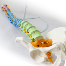 SPINE02 (12373) Medical Science Human Full Size Color Didactic Spine Model, Spine/Vertebrae Models
